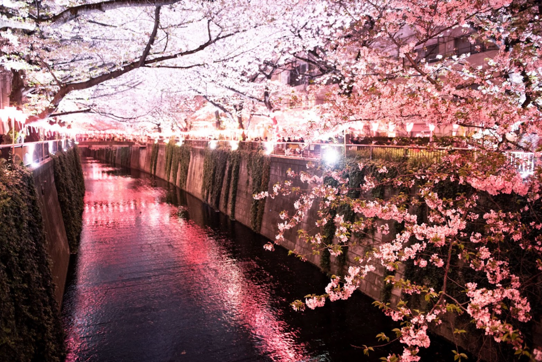 The Shape of Cherry Blossom: The History of Hanami (Flower Viewing)