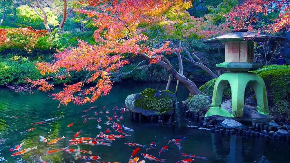 a beautiful view of koi fish in a garden