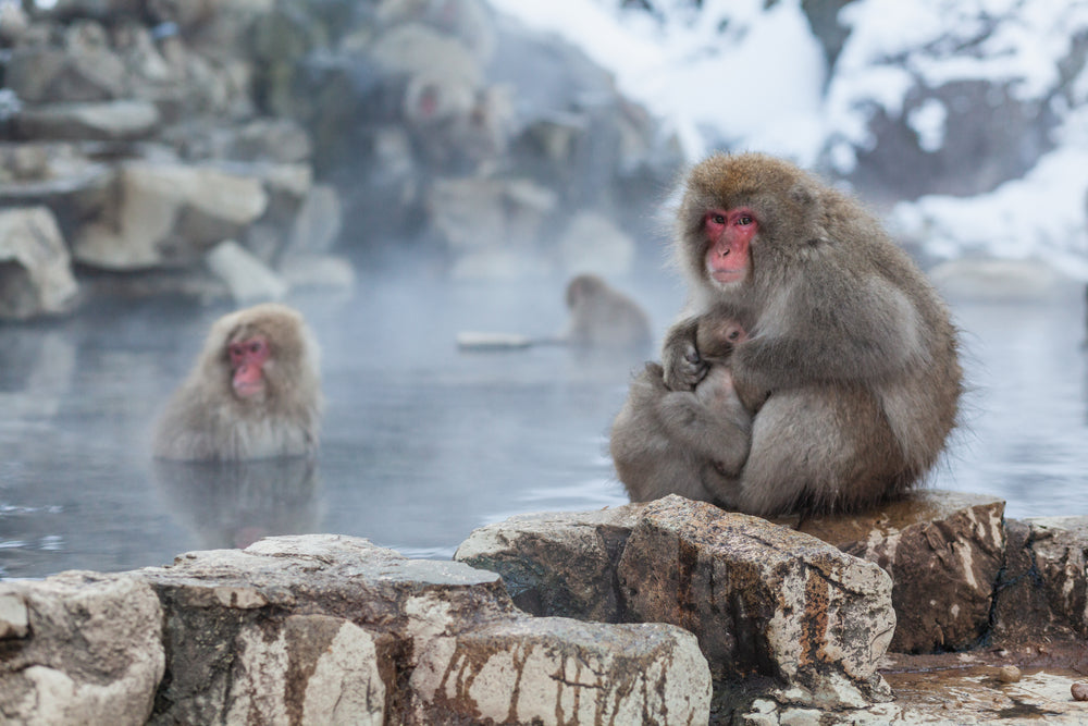 Soaking Up Serenity: The Snow Monkeys of Nagano's Hot Springs