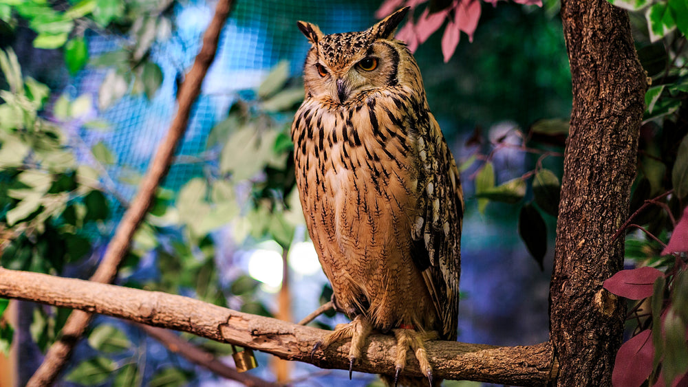 Wings of Wonder: A Close Encounter at Japan's Owl Cafes