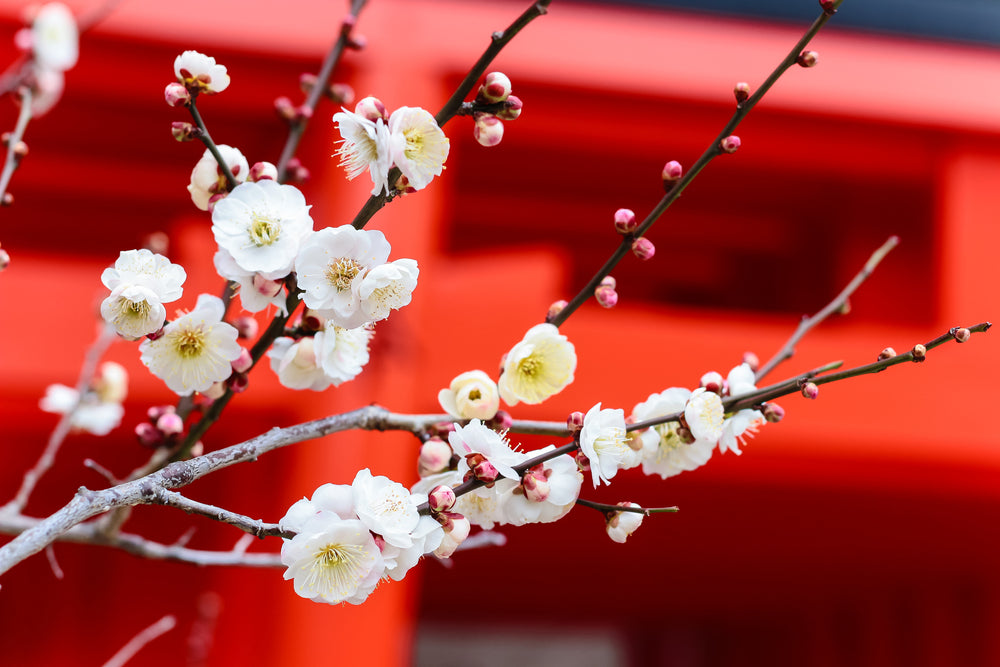 A Fragrant Arrival: Experiencing Plum Blossom Season in Japan