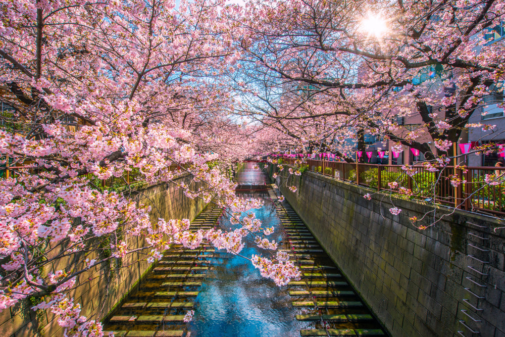 Tokyo in Bloom: Unforgettable Cherry Blossom Spots to Explore