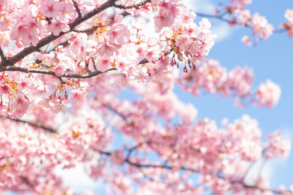 Sakura Splendor: A Journey Through Japan’s Iconic Cherry Blossom Trees