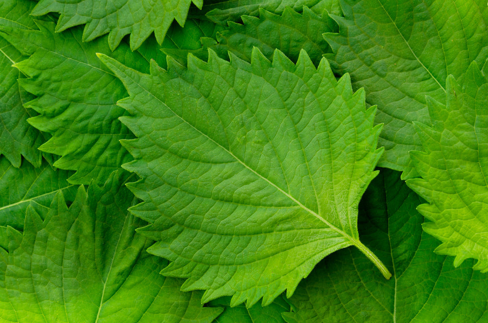 The Versatile Shiso Leaf: From Sushi Garnish to Superfood Star