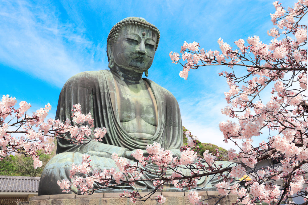 The Great Buddha and flowers of sakura, Kotoku-in temple,