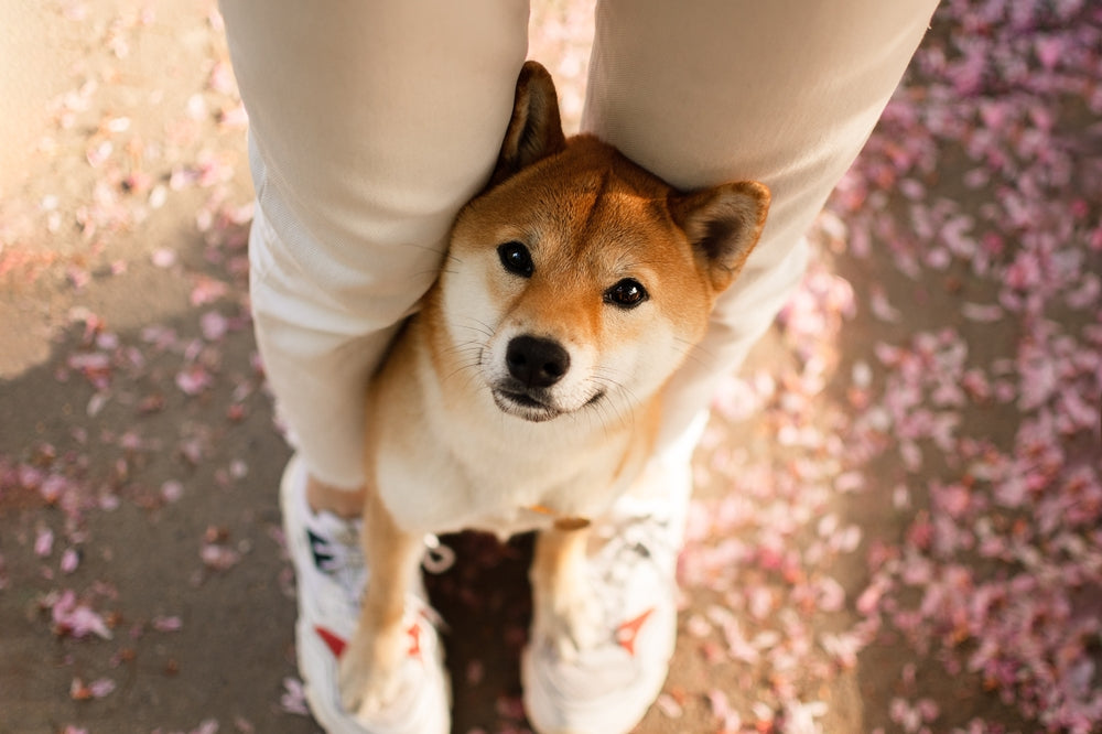 Discovering the Shiba Inu: The Heart and Soul of Japanese Dog Breeds