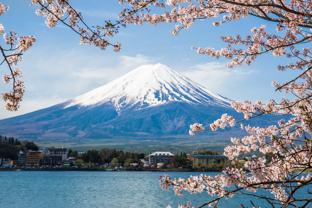 Mount Fuji peeking through sakura cherry blossom branches.