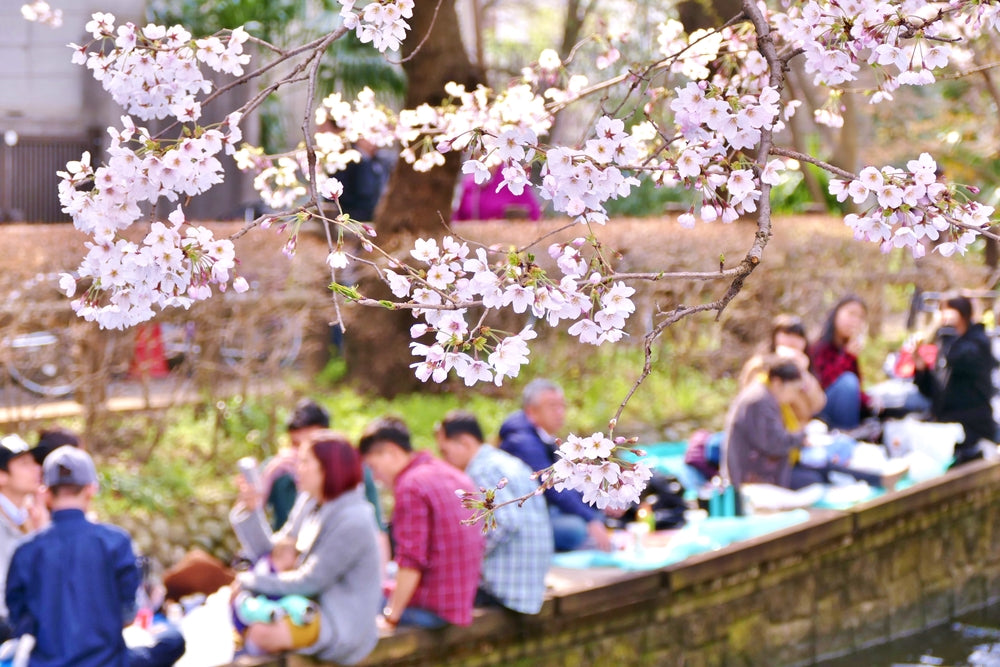 People participating in hanami.