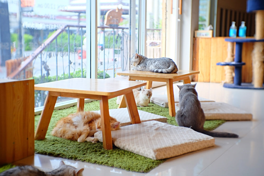Cats at a cat cafe.