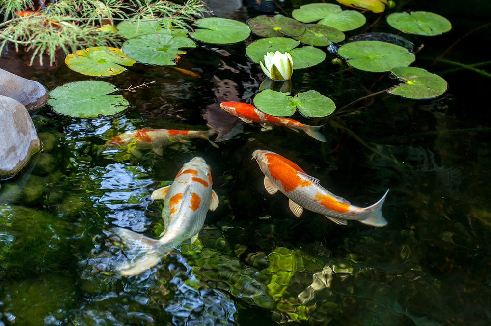 Four koi fish swimming in a pond.