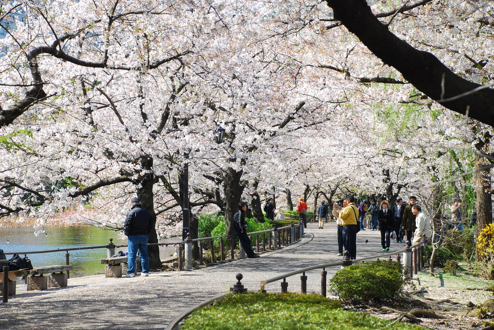 Experience Ueno: Art, Markets, and Parks in Tokyo’s Cultural District