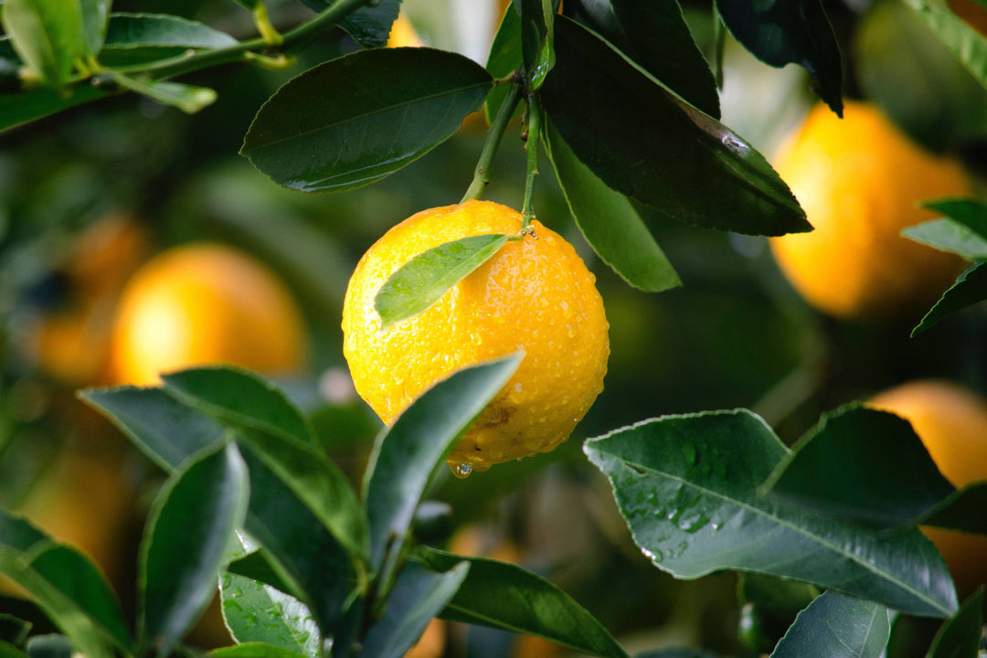 Essential Guide to Japanese Citrus